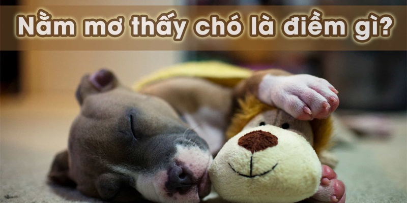 Điềm báo thật sự của giấc mơ có chó là gì?